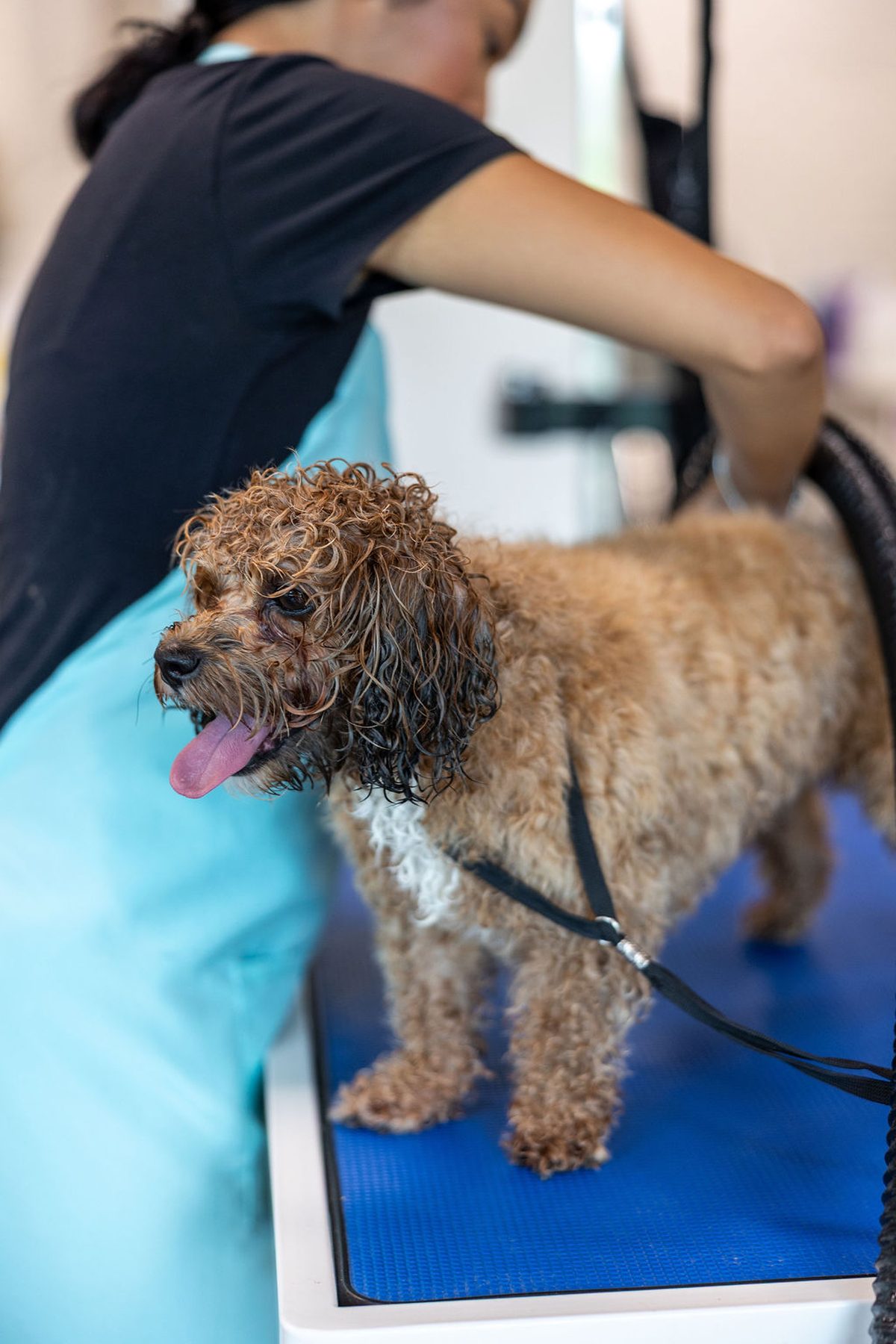 Wet apricot ShiPoo standing on the FreshCoat table with tongue out while a groomer in teal steadies her mid-bath