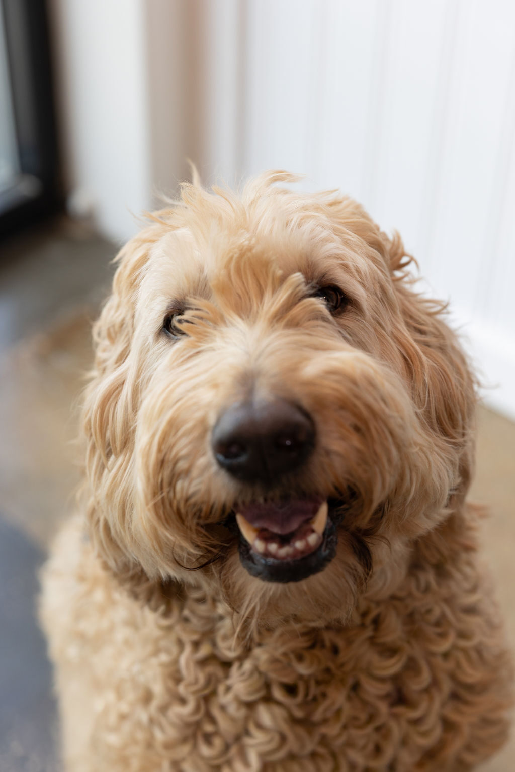 Cream goldendoodle smiling with a soft, freshly styled coat in the salon