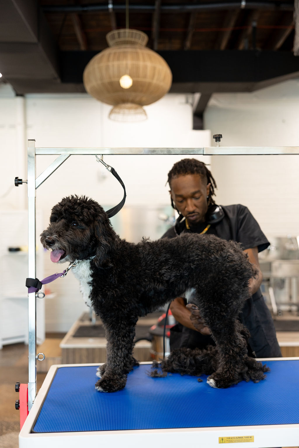 Groomer trimming a black bernedoodle
