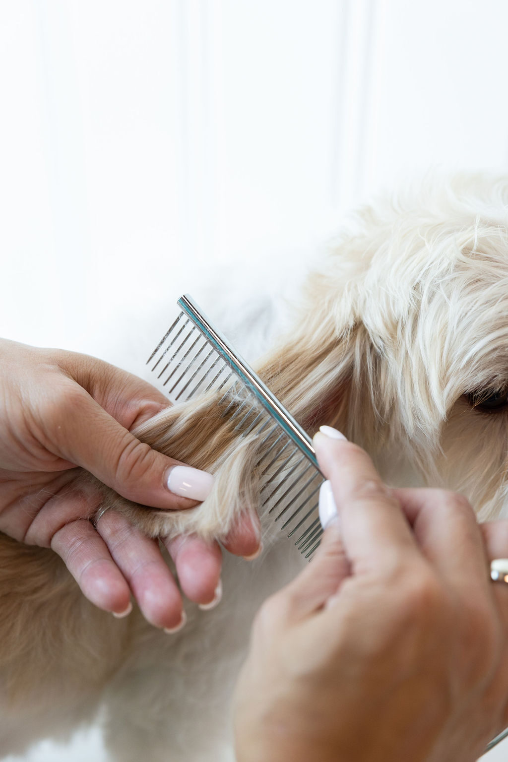 Close-up of a groomer's hands using a stainless steel comb to gently detangle a white doodle's fur