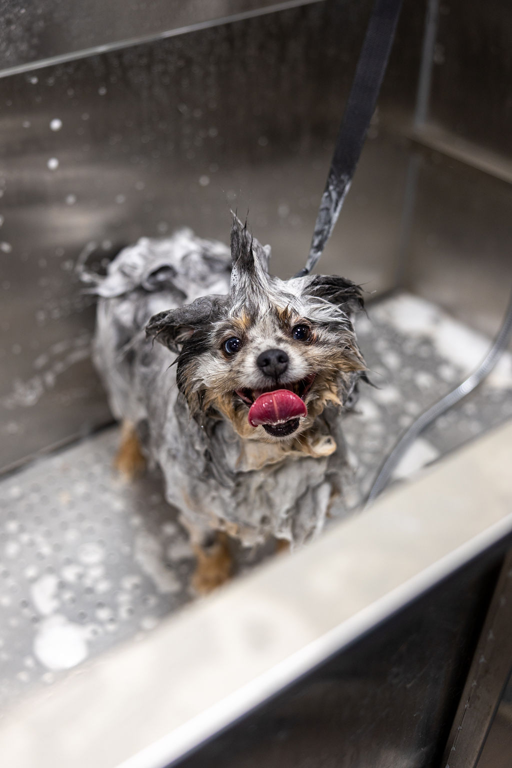 Small dog with a shampoo mohawk enjoying a warm bath in a stainless grooming tub