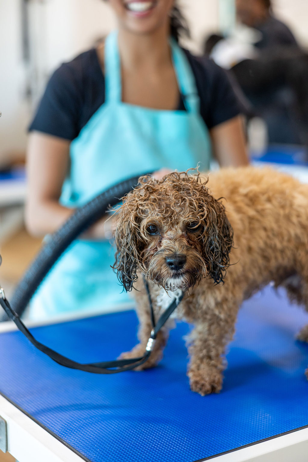 Close-up of a wet curly ShiPoo on the FreshCoat table with a smiling groomer in a teal apron in the background
