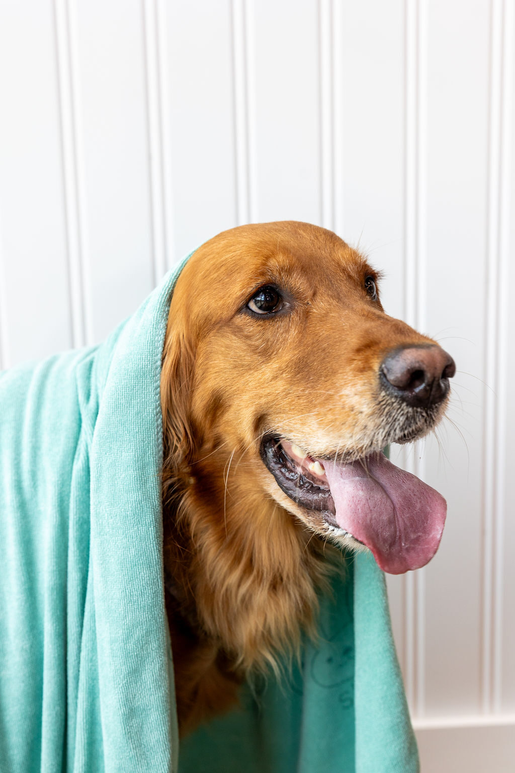 Golden retriever wrapped in a teal FreshCoat towel, tongue out, after a warm bath