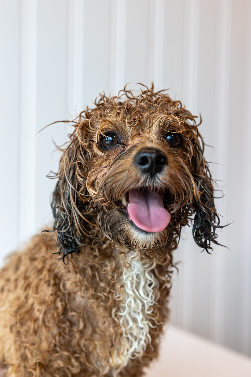 Wet curly-coated ShiPoo with a big smile mid-bath, showing off soft ringlets at FreshCoat Grooming