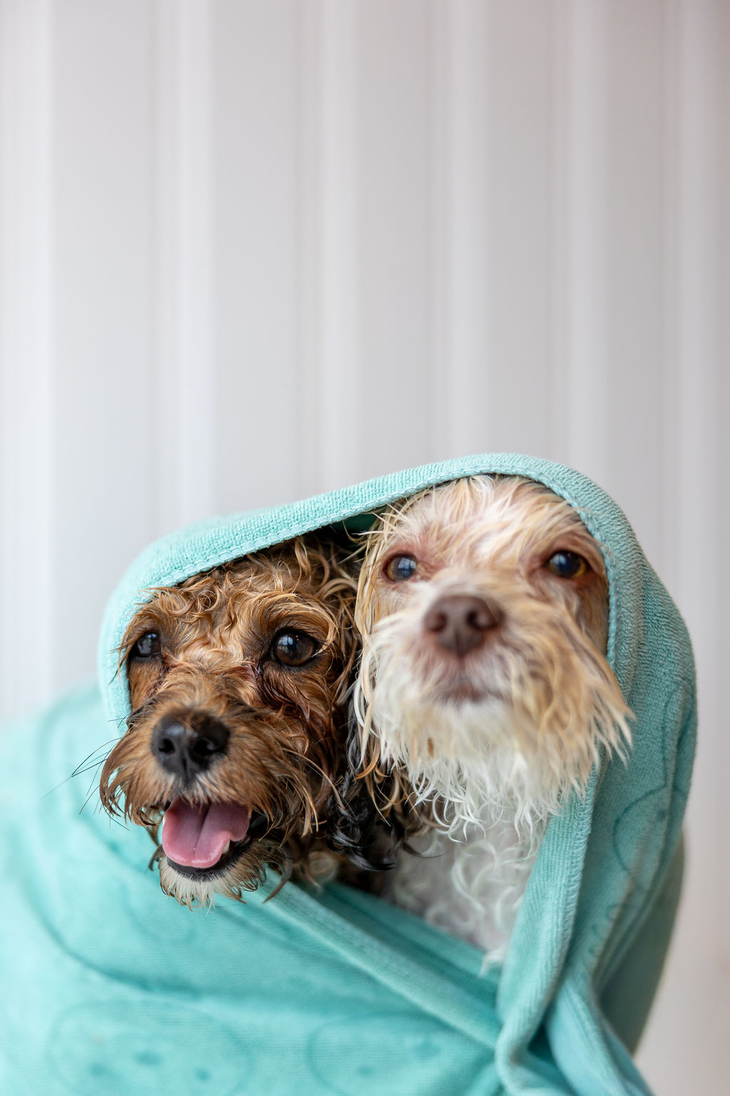 Two freshly bathed small dogs, one brown and one white, peeking out from under a soft teal FreshCoat towel