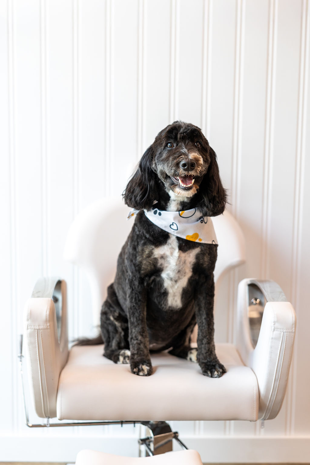 Freshly groomed black doodle in a paw-print bandana relaxing in the salon chair