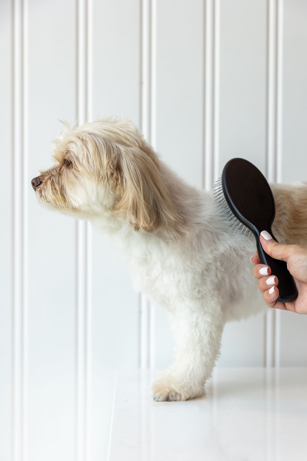 Small tan dog getting a gentle slicker-brush finish from a FreshCoat groomer
