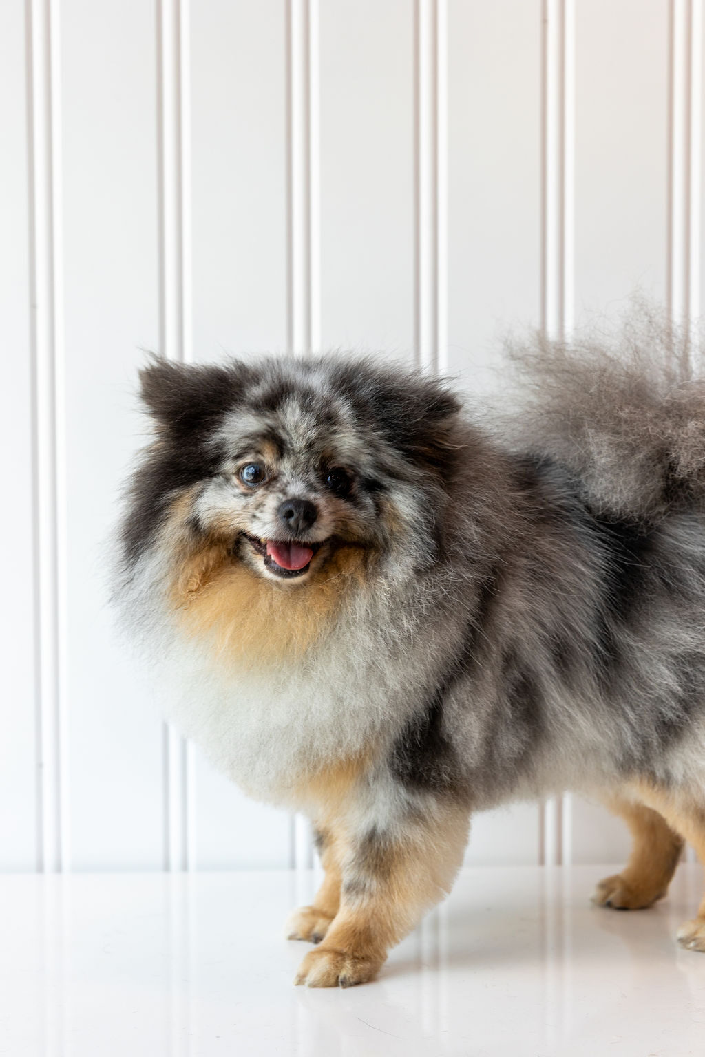 Blue-merle Pomeranian showing a fluffy, freshly blown-out coat after a full groom