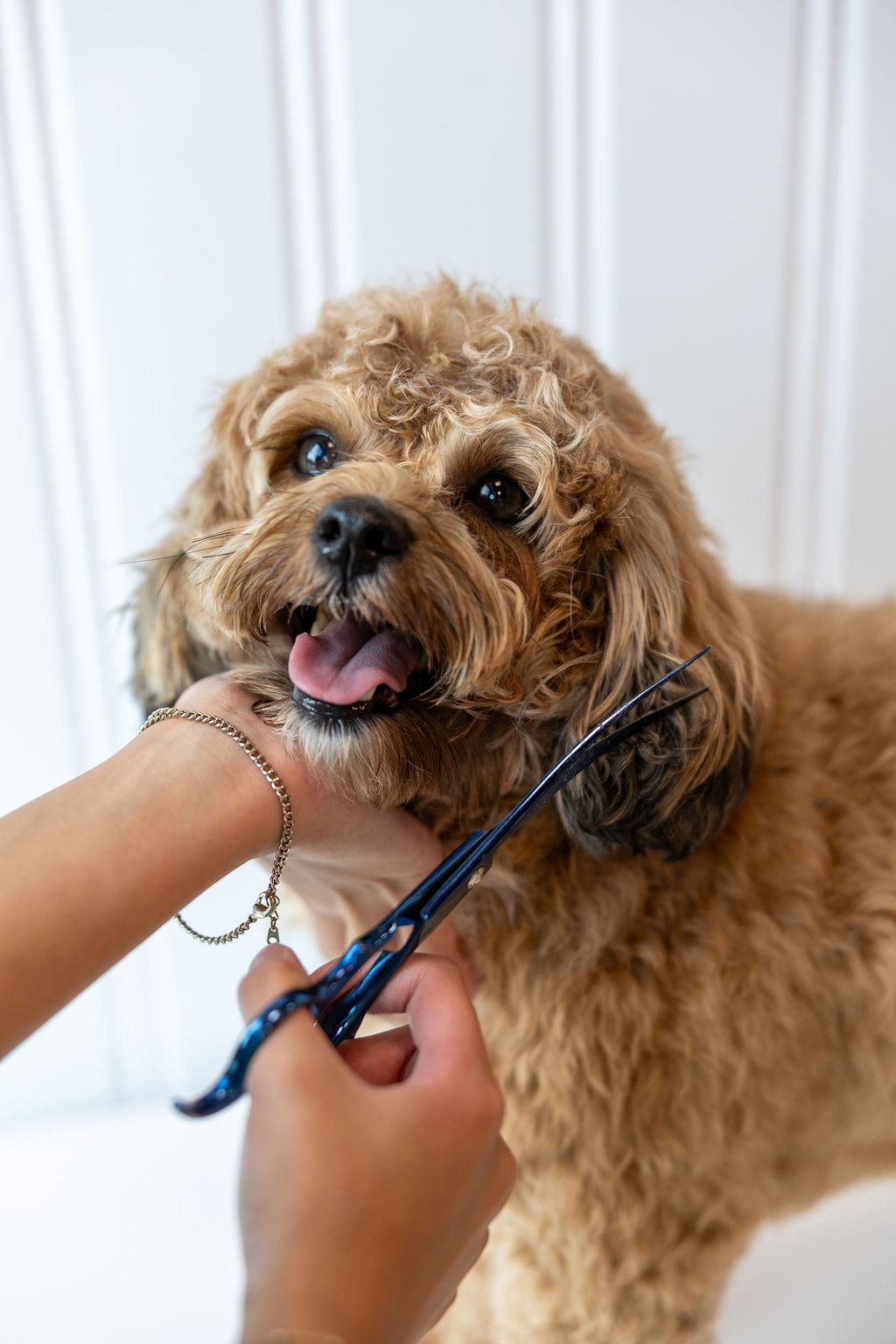 Groomer using blue shears for a precise ShiPoo face trim at FreshCoat