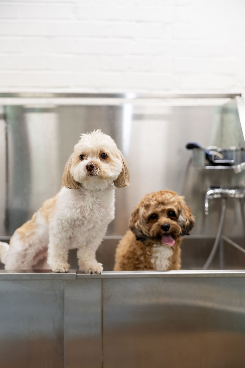 Two small dogs, one cream and one apricot ShiPoo, sitting side by side in a stainless steel FreshCoat wash tub