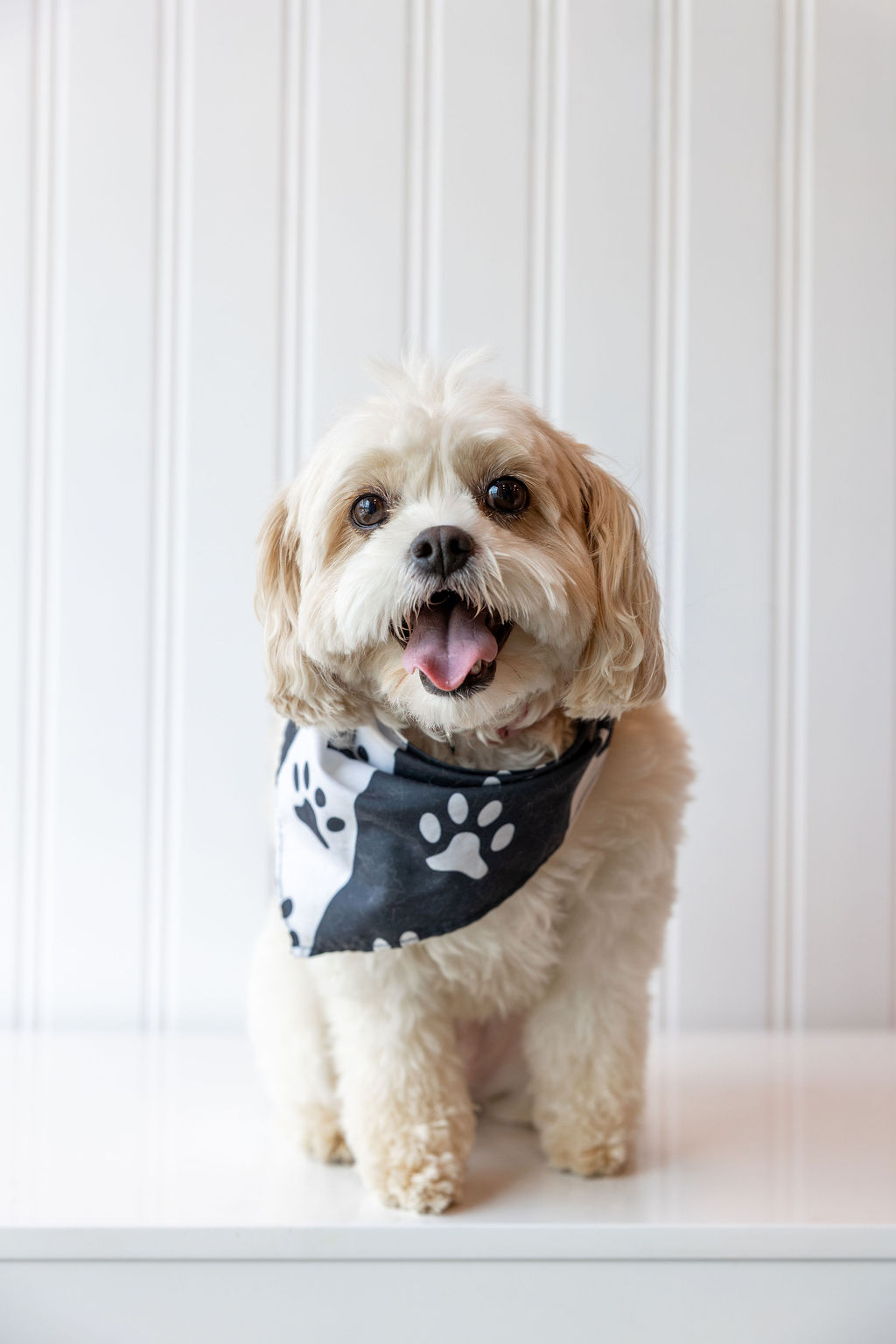 Small white-and-tan dog posing proudly in a black paw-print bandana after a groom